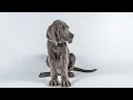 Weimaraner vs Labrador Which is Right for You