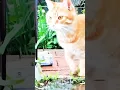 Download Lagu [Funny] The Cute Cat 🐱 Pretended to Drink Water after Failing a Jump! #cutecat #cat#jump
