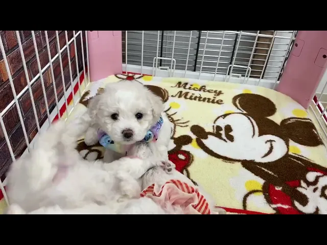 動画