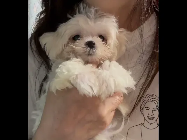 動画