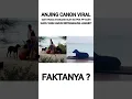 Download Lagu Anjing Aceh viral karena mati pasca ditangkap oleh SATPOL PP jadi misteri
