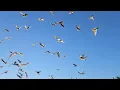 Download Lagu Gołębie Huberta 344😃 6 zlapanych, buda pomalowana, słabo latają 🤣