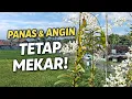Lagu Anggrek Capung Super Mewah Mekar Spektakuler di Lantai 2 || Panas dan Angin 