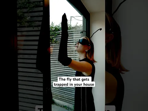 The fly that gets ‘trapped’ in your house