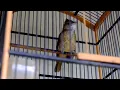 Download Lagu pancingan burung katem / kapas tembak gacor .suara burung