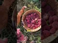 Lagu Stop met het overvoeren van uw perzikboom, doe dit in plaats daarvan 🍑