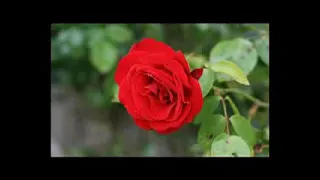 أحبابنا يا عين ما هم معانا  موسيقى دندنها