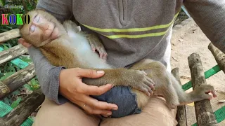 Download Look Like The Human Baby! Precious Monkey Koko Fall Sleeping On Hand Mommy MP3