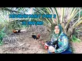 Download Lagu KEPAKAN PIKAT BIKIN AYAM HUTAN EMOSI Bersama Si untung poin ke 3