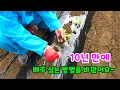 Download Lagu 10년만에 김장배추 심는 방법을 바꿨어요~