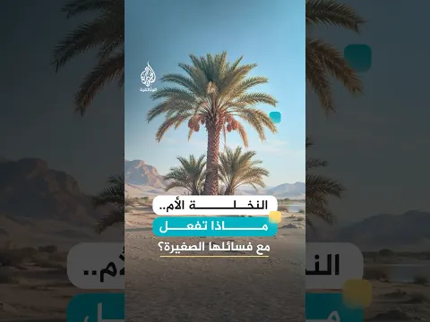 النخلة الأم التي ترعى صغارها