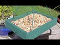 How to Pick the Best Bird Seed for Your Backyard Birds