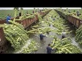 Download Lagu Unreal Speed - These Farmers Harvest 307 Tons of Vegetables in Just One Hour