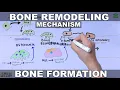 Bone Remodeling Mechanism