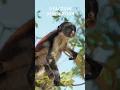 Download Lagu A WOLF'S GUENON MONKEY 🙉 EATING A GREEN LEAF 🍃!