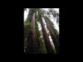 Logging song (Bill Staines),  a capella