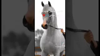 خيال الليل يسكن في رؤيا دندنها
