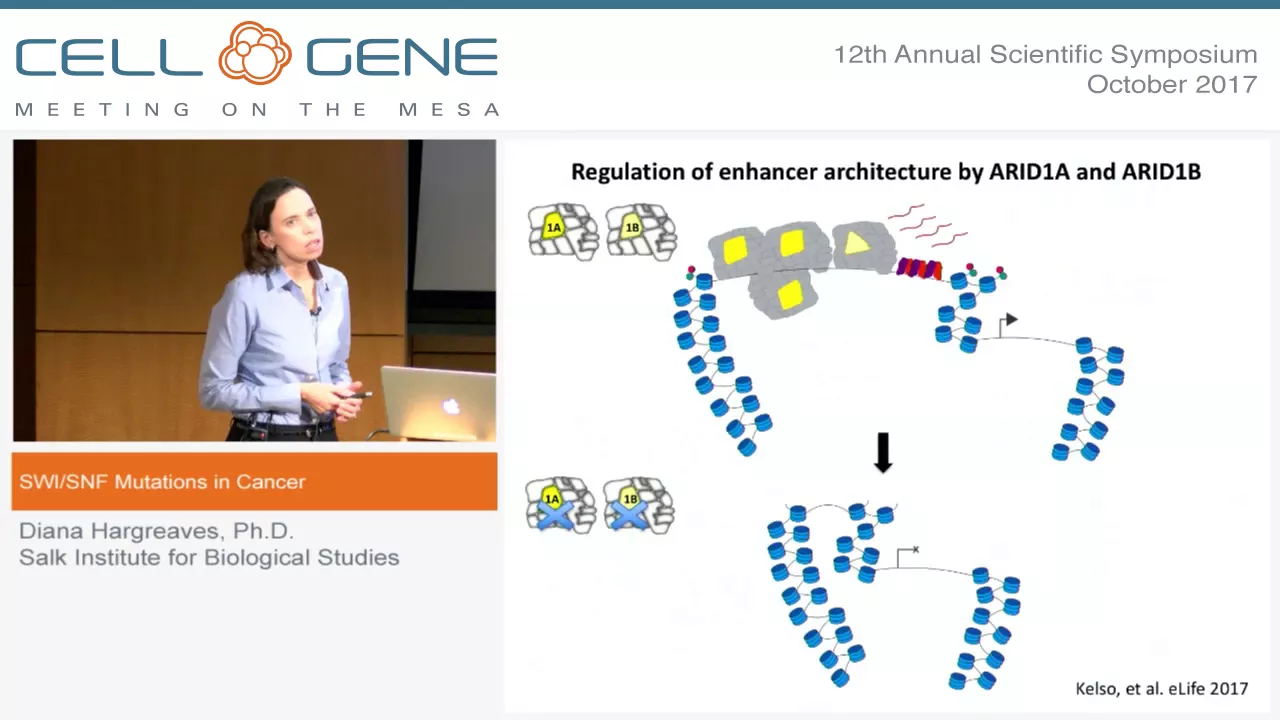SWI/SNF Mutations in Cancer - Diana Hargreaves, Salk Institute