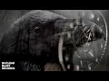 Download Lagu ENSLAVED - Congelia (OFFICIAL MUSIC VIDEO)
