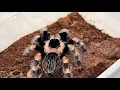 Download Lagu New breeding and FEEDING TARANDS! 🕷️🥰