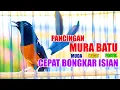 Download Lagu OCEHAN MURAI BATU GACOR, PANCINGAN MURAI MUDA DAN MALES BUNYI AGAR IKUT GACOR BONGKAR ISIAN