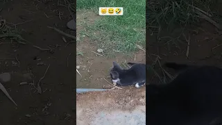 صغار لكن مشاغبون    لطيف   كيوت  قطط   كوميديا                     دندنها