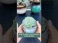 Download Lagu How to repot succulent for beginners  (Tips \u0026 Tricks)
