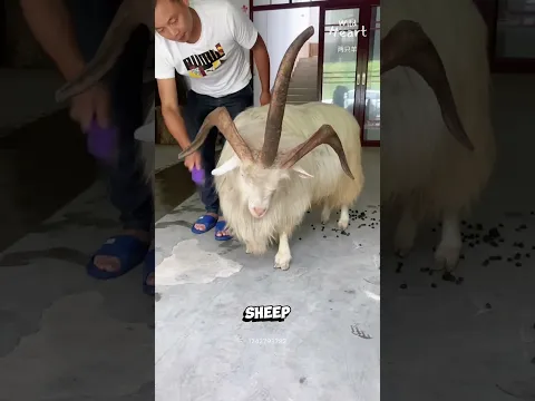 The Three Horned Ram