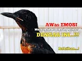 Download Lagu Pancingan murai trotol dan pastol BUNYI GACOR buat murai trotol belajar bunyi murai trotol gacor 449