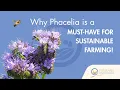 Episode 5 Roger Mills Olde Appleton Farms using Phacelia to build soil organic matter