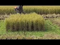 Download Lagu Tuai Padi Antara Masak...