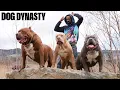 Hulk - The Final Series With The Legendary Pitbull DOG DYNASTY
