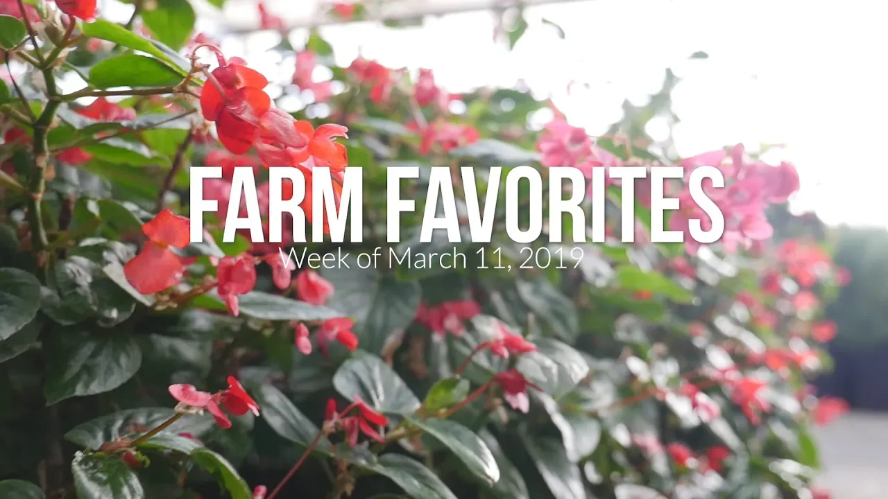 Farm Favorites   March 11