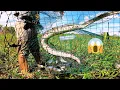 Download Lagu Hasil yang fantastis || berburu ikan rawa || rombongan ikan biawan/tembakang