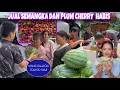 Download Lagu JUAL PLUM CHERRY DAN SEMANGKA HASIL KEBUN LARIS MANIS MAMA LANGSUNG TRAKTIR KAMI