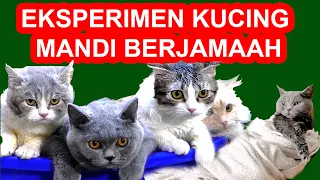 Download EKSPERIMEN KUCING MANDI BERJAMAAH MP3