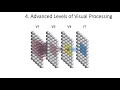 4 4 Advanced Visual Processing Fundamentals of Cognitive Neuroscience Course Session 4 P 4