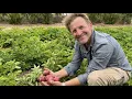 Coastal Roots Farm invites families to enjoy summer bounty