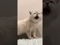 Lagu Cat sound to attract catsπrealistic multiple meows