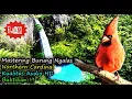 Download Lagu Masteran Suara Asli Burung Luar Negeri - Tembakan Unik Burung \