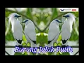 Download Lagu Suara burung jalak putih mp3
