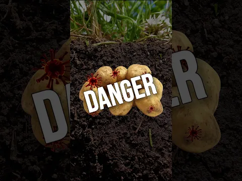 Potatoes used to be illegal in France