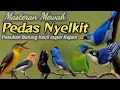 Download Lagu PEDAS NYELKIT‼️PASUKAN BURUNG KECIL ROLL BESETAN SUPER PEDAS#masteranburung