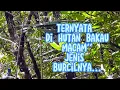 Download Lagu Pikat Burung Kecil Di Hutan Bakau dapat bermacam macam burung  Menggunakan suara burung pikat Mp3 hp