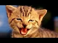 Download Lagu DJ Remix Nias //Lo Nia Mao Nakhi// terbaru 2020