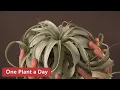 Lagu Tillandsia xerographica (Air Plant) Houseplant Care — 19 of 365