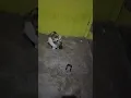 Download Lagu Kelakuan Si Kucing Garong