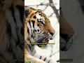 Auman Harimau Bisa Terdengar Hingga Dua Mil #harimau #suara #tiger #Auman #viral #shorts #trending