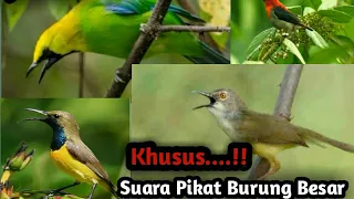 Download Suara Pikat Burung besar di alam liar  Mp3 Terbaru MP3