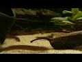 Download Lagu Pangio oblonga (wild) bij Aquarium Speciaalzaak Utaka
